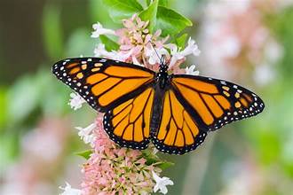 The Wonders Of The Monarch Butterfly