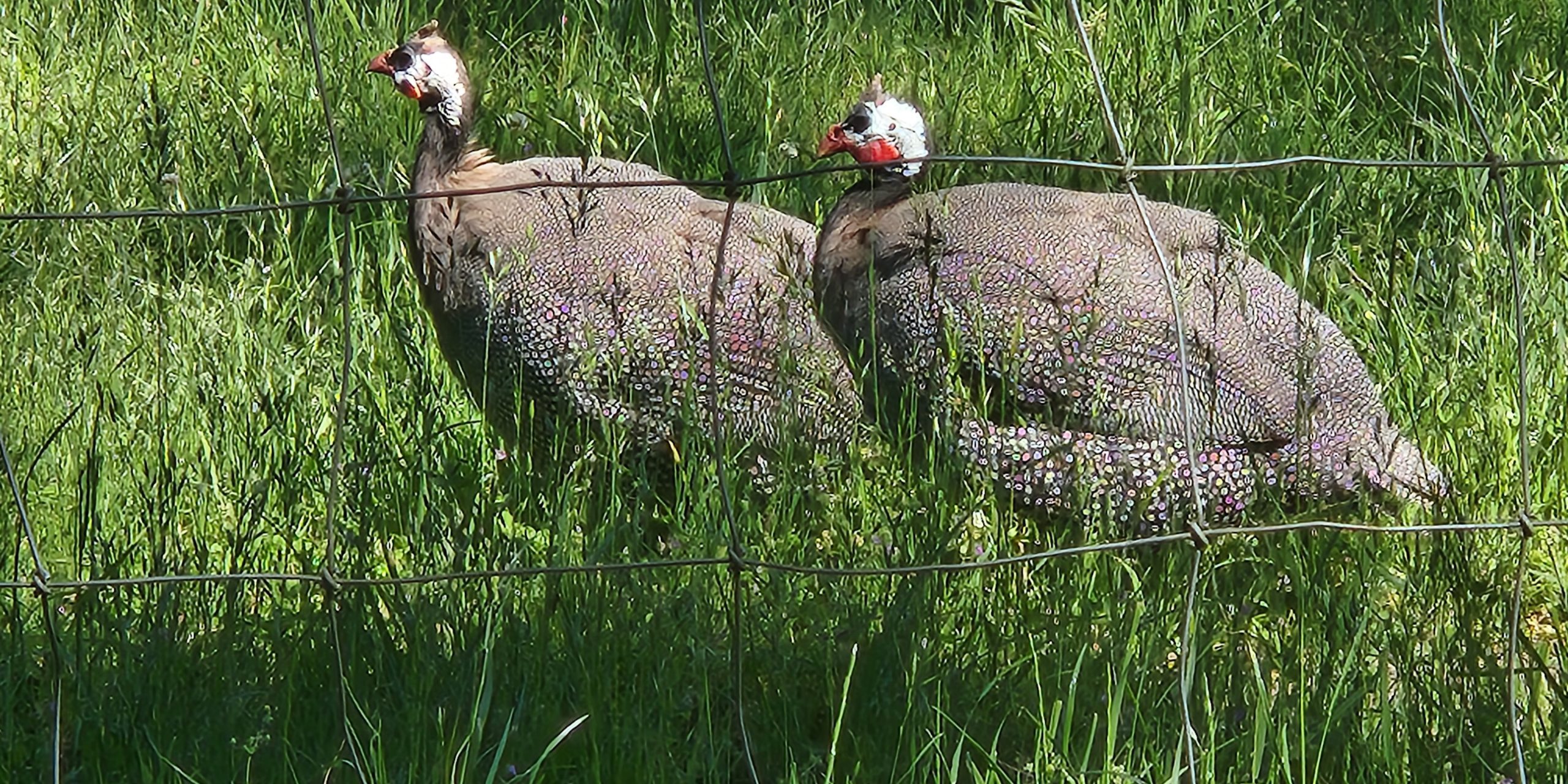 The Incredibly Annoying Guinea Fowl